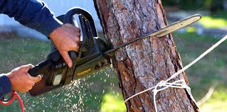 Trusted Midway South, TX Tree Services Experts