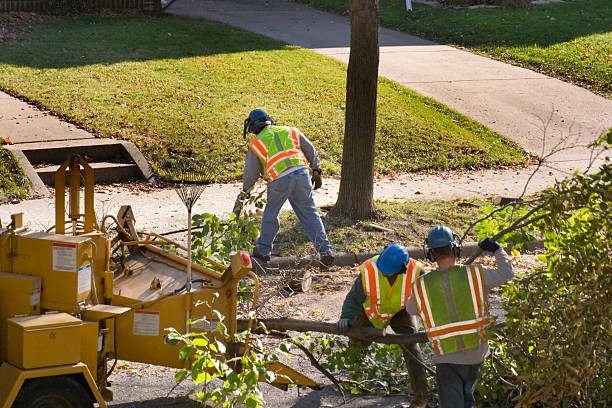 Reliable Midway South, TX Tree Services Solutions