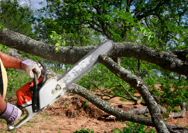 Lawn Watering Services in Midway South, TX